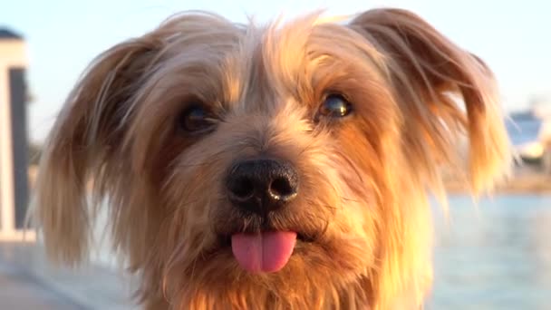 狗好奇地抬起耳朵 把他的头倾斜着 约克郡特瑞尔犬 手持式影像休憩暖色夕阳 — 图库视频影像
