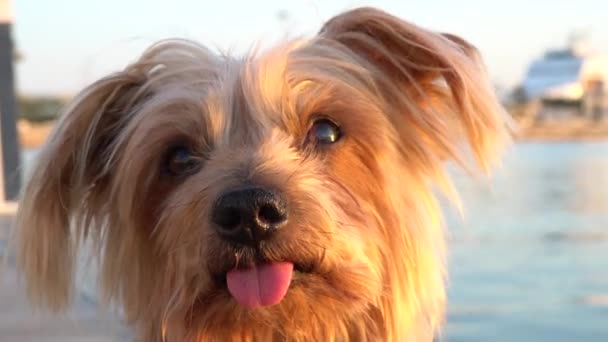 狗好奇地抬起耳朵 约克郡犬 手持式影像休憩暖色夕阳 — 图库视频影像