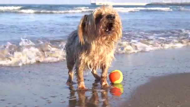 Perro Ladrando Pidiendo Jugar Feliz Perro Mojado Yorkshire Terrier Perrito — Vídeos de Stock