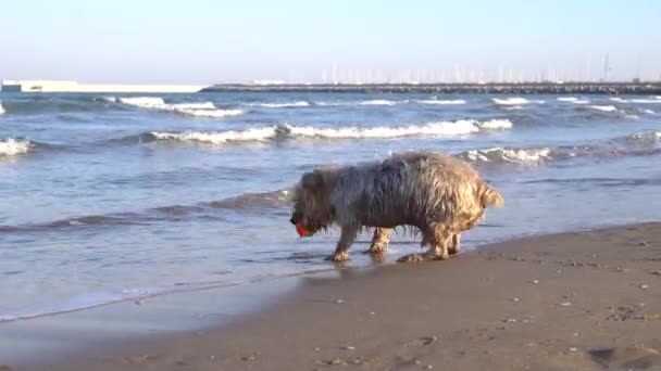 Feliz Perro Mojado Yorkshire Terrier Perrito Playa Corre Trae Pelota — Vídeos de Stock