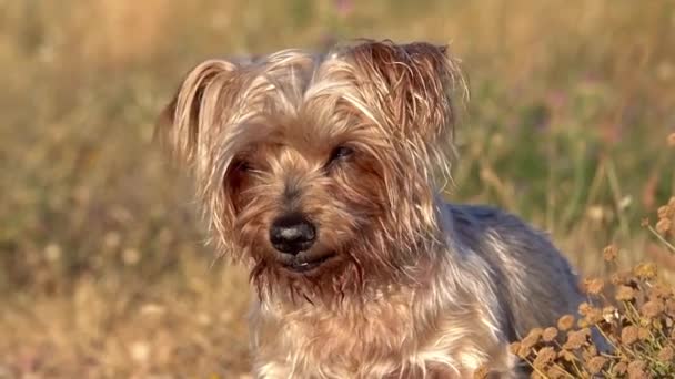 太陽の下に閉じ込められた 悲惨で哀れな 目を閉じた犬だけ 孤独な茶色のヨークシャーテリアの犬 ウォームサンセットカラー — ストック動画