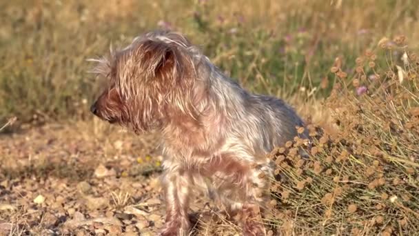 一只狗独自侧视 然后好奇地表现出战栗和可怜的表情 眼睛被太阳收窄了 可怜的孤独的狗 棕色的约克郡畸形狗 — 图库视频影像