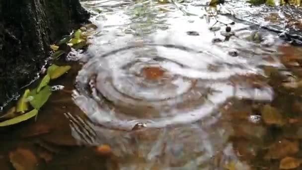 水の光の反射で雨が降っている間 小さなプードルに落ちる雨の詳細が閉じます — ストック動画