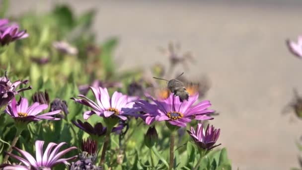 Ćma Jastrzębia Latająca Wyciągająca Nektar Kwiatu Daisy Wiosną Slow Motion — Wideo stockowe
