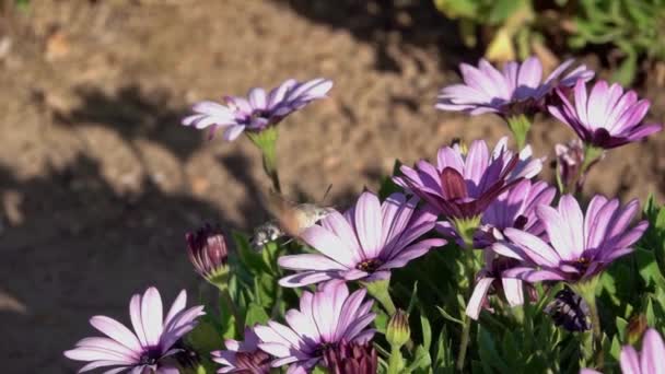 Hawk Moth Flying Extracting Nectar Daisy Flower Springtime Slow Motion — Stock Video