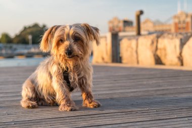 İfade veren köpek oturuyor. Meraklı köpek suratlı köpek başını eğiyor ve kulaklarını kaldırıyor. Yorkshire Teriyeri 'nin kahverengi köpeği güneşte ısınıyor. Limanın ve denizin bulanık arkaplanı