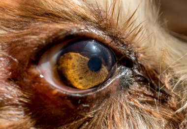 Köpek gözü makro detay, Yorkshire Teriyeri kahverengi köpek yakın plan köpek. Etkileyici köpek bakışı.