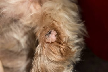 Köpek patisindeki siğil, muhtemelen yaştan kaynaklanıyor, deri değişimi, yakın çekim makro ayrıntı.