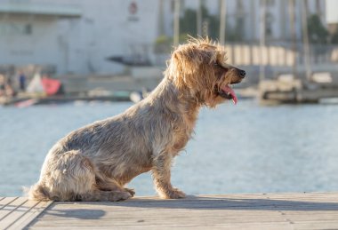 Köpek manzarası, köpek kahverengi Yorkshire Terrier köpeği. Limanın ve denizin bulanık arkaplanı