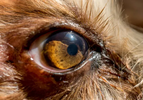 Köpek gözü makro detay, Yorkshire Teriyeri kahverengi köpek yakın plan köpek. Etkileyici köpek bakışı.