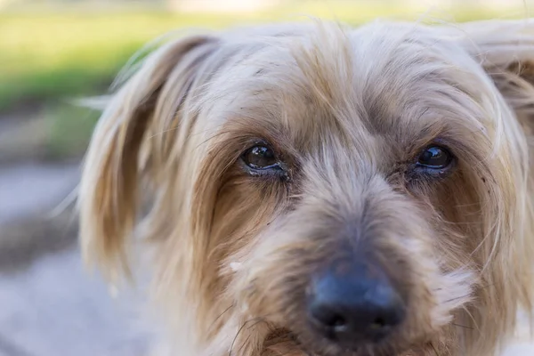 Üzgün Köpek Bakışı Kasvetli Görüntü Soğuk Renkler Belki Yardım Istiyordur Telifsiz Stok Imajlar