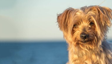 Derin bak köpek portresi bulanık mavi arkaplan ve fotokopi alanı, Kıllı köpek kulağı, burun ve burun, sevimli hayvan, Yorkshire Teriyeri kahverengisi.