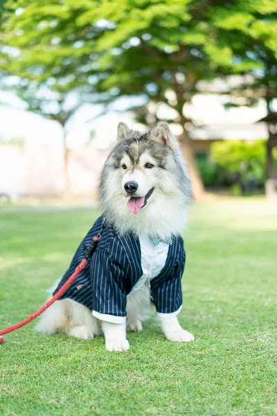 Siberian Husky Dog Clothes Garden — Fotografia de Stock