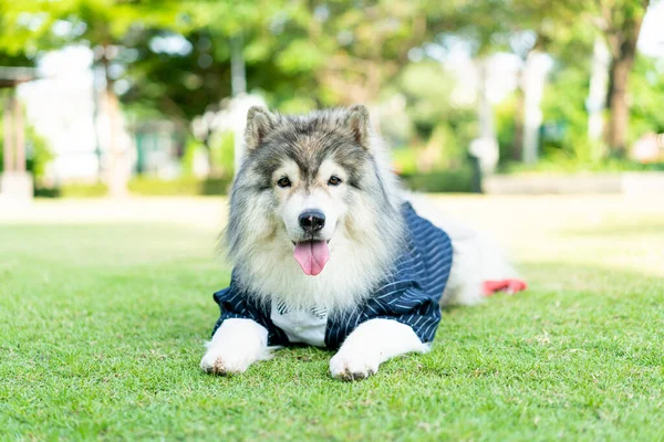 Сибірський Хаскі Собака Одягом Саду — стокове фото