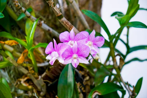Close Mooie Orchidee Bloemen Boom — Stockfoto