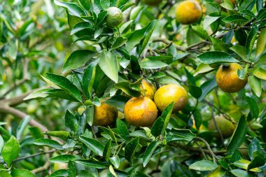 Portakal bahçesindeki ağaçta taze mandalina portakalı