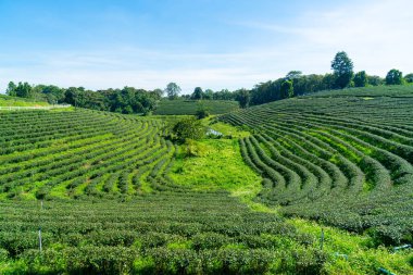 çay ya da yeşil çay çiftliği dağda mavi gökyüzü