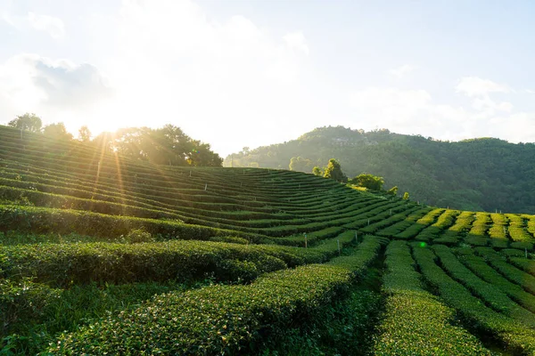 Stock image tea plantation and green tea plantation on mountain hill