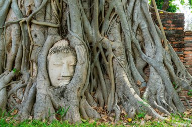 Buda Başı heykeli Bodhi Ağacı köklerinde sıkışmış Ayutthaya 'daki Wat Mahathat tarihi parkında, Tayland