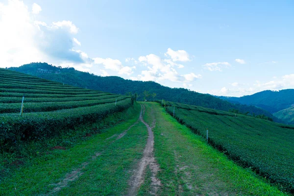 Stock image tea plantation and green tea plantation on mountain hill