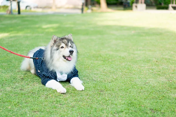 Siberian Husky Dog Clothes Garden — Fotografia de Stock