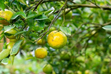 Portakal bahçesindeki ağaçta taze mandalina portakalı
