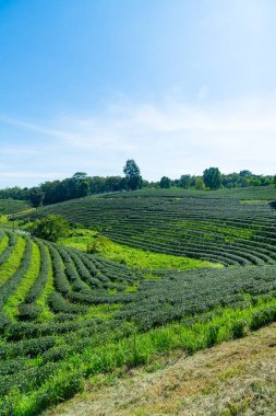 çay ya da yeşil çay çiftliği dağda mavi gökyüzü