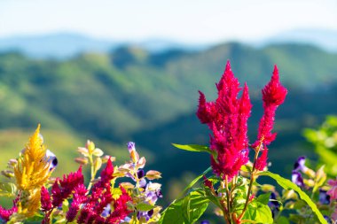 close up beautiful flower with mountain hill background