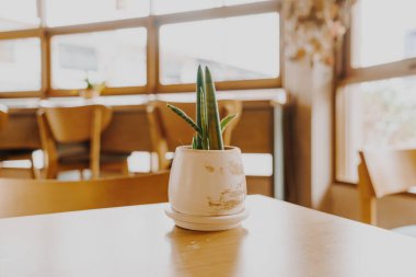 plant in pot decoration on table in coffee shop cafe restaurant