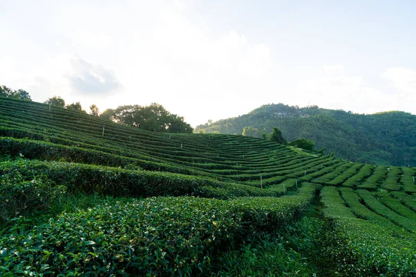 tea plantation and green tea plantation on mountain hill