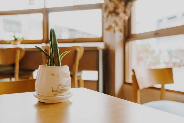 stock image plant in pot decoration on table in coffee shop cafe restaurant