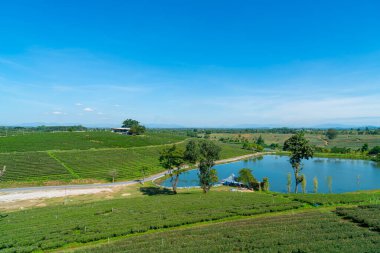 çay ya da yeşil çay çiftliği dağda mavi gökyüzü
