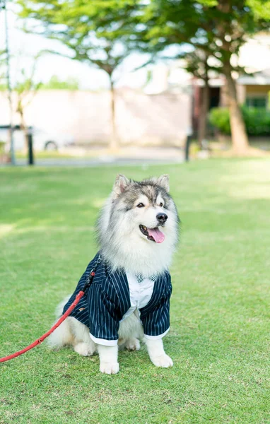 Siberian Husky Dog Clothes Garden — стоковое фото