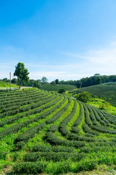 Plantacja Herbaty Lub Zielonej Herbaty Górze Niebieskim Niebem — Zdjęcie stockowe