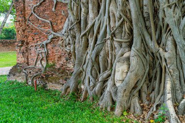 Buda Başı heykeli Bodhi Ağacı köklerinde sıkışmış Ayutthaya 'daki Wat Mahathat tarihi parkında, Tayland