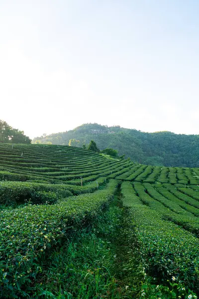 stock image tea plantation and green tea plantation on mountain hill