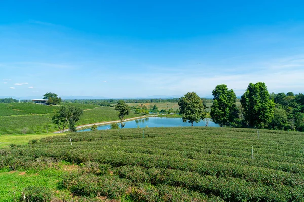 stock image tea or green tea plantation on mountain with blue sky