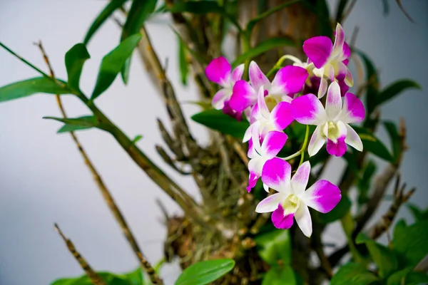 Närbild Vackra Orkidé Blommor Träd — Stockfoto