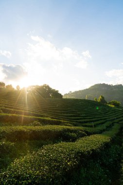 Çay çiftliği ve dağ tepesindeki yeşil çay çiftliği.