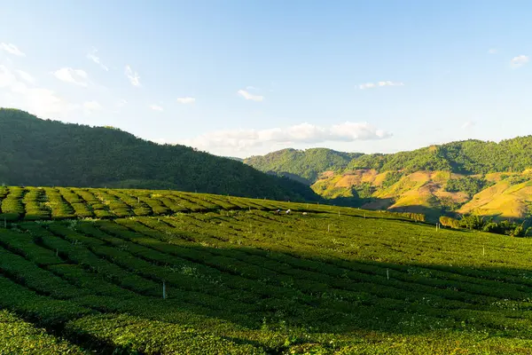Plantação Chá Plantação Chá Verde Montanha — Fotografia de Stock