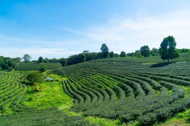 çay ya da yeşil çay çiftliği dağda mavi gökyüzü