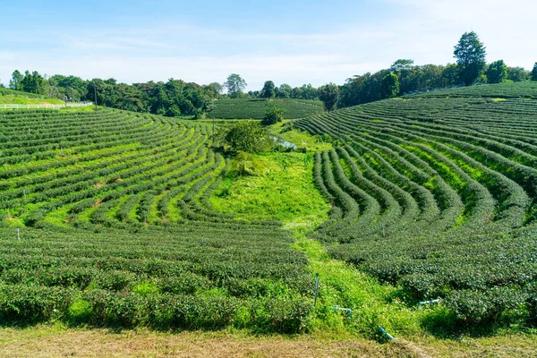 tea or green tea plantation on mountain with blue sky