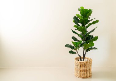 Fiddle Fig sepette, duvarlı.