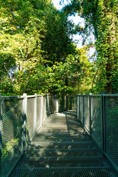 Camino Pie Bosque Canopy Paseos Queen Sirikit Jardín Botánico Chiang — Foto de Stock