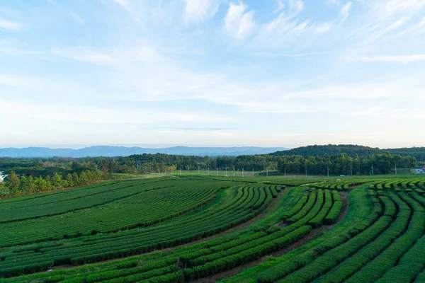tea or green tea plantation on mountain in morning