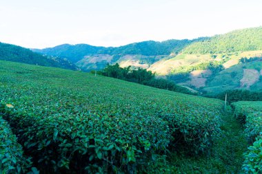 Çay çiftliği ve dağ tepesindeki yeşil çay çiftliği.