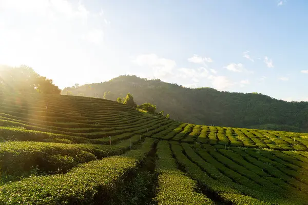 tea plantation and green tea plantation on mountain hill