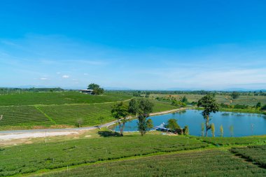 çay ya da yeşil çay çiftliği dağda mavi gökyüzü