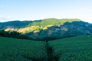 Çay çiftliği ve dağ tepesindeki yeşil çay çiftliği.