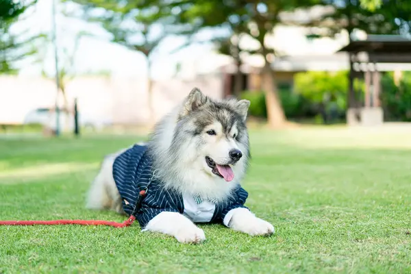stock image siberian husky dog with clothes in garden